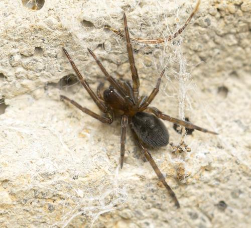 Réf. 359 904 : Amaurobius (erberi-ferox)